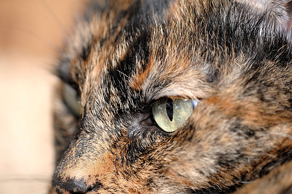 Siggy 150/2.8