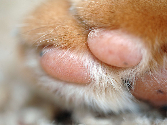 Siggy 150/2.8