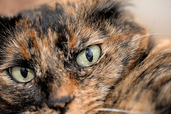 Siggy 150/2.8