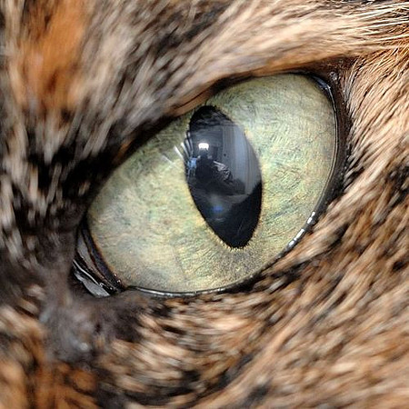 Siggy 150/2.8 Crop